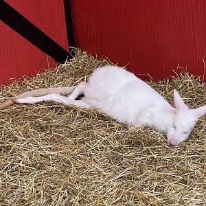 albino red-necked wallaby (notamacropus rufogriseus) (2)