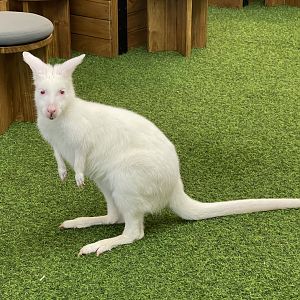 albino red-necked wallaby (notamacropus rufogriseus) (3)