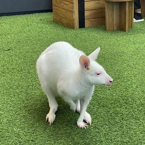 albino red-necked wallaby (notamacropus rufogriseus) (4)