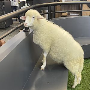 merino sheep (ovis aries)