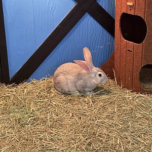 domestic rabbit (oryctolagus cuniculus domesticus) (1)