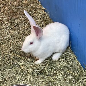 domestic rabbit (oryctolagus cuniculus domesticus) (2)