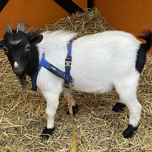 domestic goat (capra hircus) (1)