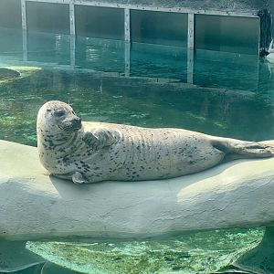 Harbor Seal