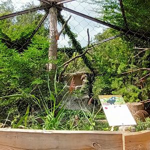 Common Raven and Griffon Vulture Aviary