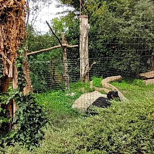 Abyssinian ground Hornbill and Hooded Vulture Aviary