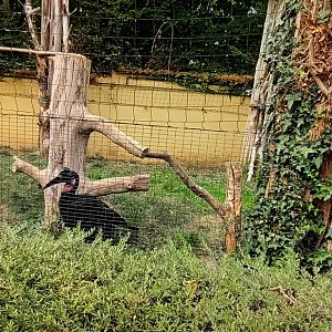 Abyssinian ground Hornbill