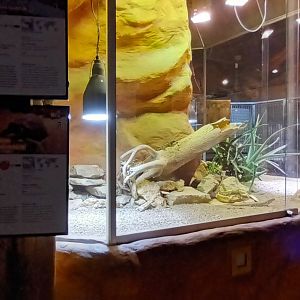 Africa House: part of Egyptian Tortoise, Starred Agama and two coloured Skink Habitat