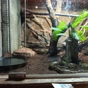 Africa House: Burmese Python Habitat