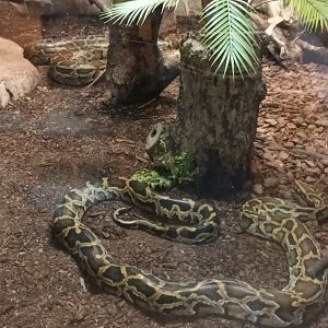 Burmese Python