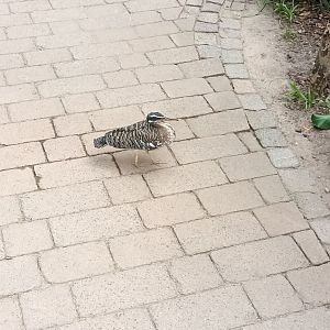 Sunbittern