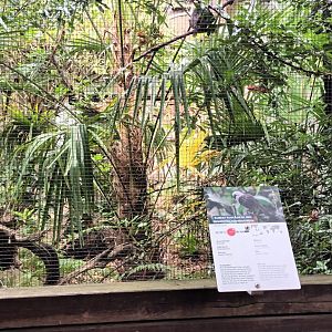 Sumatran Laughingthrush Aviary