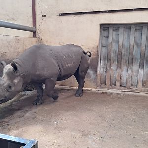 Interior enclosures of the black rhinos
