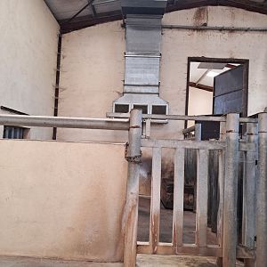 Interior building of black rhinos