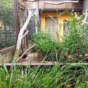 Timor yellow crested Cockatoo and Siamese Fireback Aviary