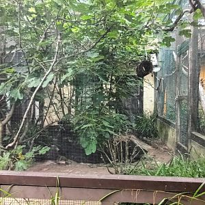 Bali Mynah, Java Sparrow, Mitchells Lorikeet and Crested Partridge Aviary