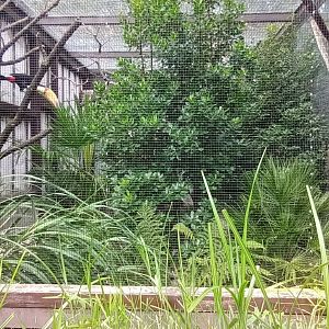 Toco Toucan Aviary