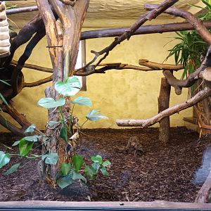 Binturong indoor Enclosure