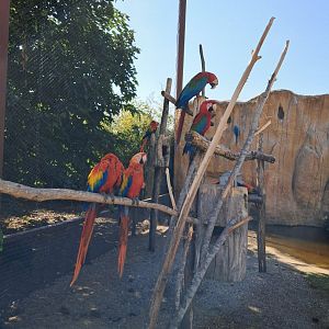 Large aviary with macaws