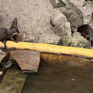 Asian small clawed Otters