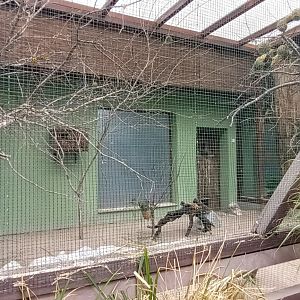 Western village Weaver and yellow crowned Gonolek Aviary