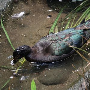 Muscovy duck (Cairina moschata) wild form