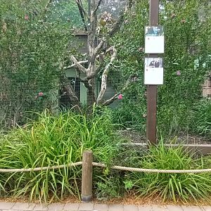 part of the Victoria crowned Pigeon and Blyths Hornbill Aviary
