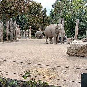 Asian Elephant Enclosure