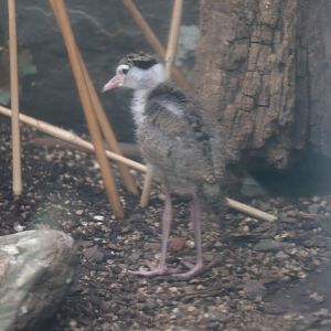 Baby masked lapwing (Vanellus miles) in Aquatic Bird House