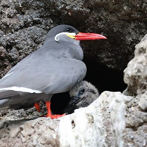 Baby inca tern (Larosterna inca) in Aquatic Birds Outdoor Aviary