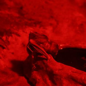 Common vampire bat (Desmodus rotundus) in World of Darkness