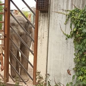 Elephant keeper talk