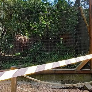 Common reed Bunting, Crested Lark, White spotted Bluethroat and European turtle Dove Aviary