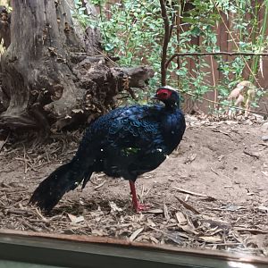 Edwards Pheasant