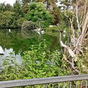Dalmatian Pelican Enclosure