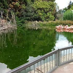American Flamingo Enclosure