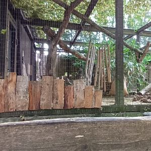 part of the larger Asian golden Cat Enclosure