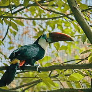Red-billed Toucan (Ramphastos tucanus)