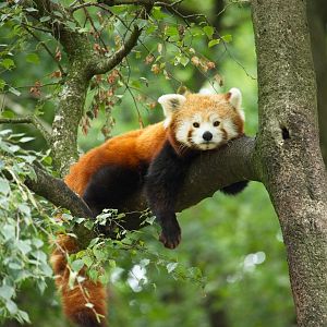 Red Panda (Ailurus fulgens)