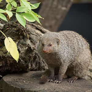 Banded Mongoose (Mungos mungo)