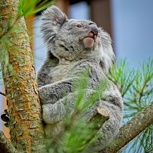 Northern Koala (Phascolarctos cinereus cinereus)