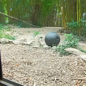 part of the Sumatran Tiger outdoor Enclosure