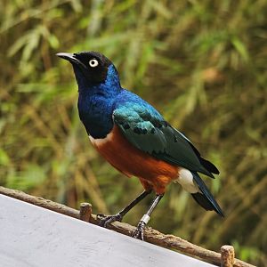 Superb Starling (Lamprotornis superbus)