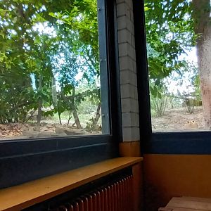 View of Barbary Lion Enclosure from inside of the Carnivore House