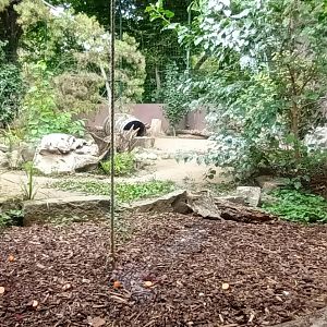 Striped Skunk Enclosure