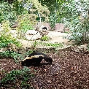Striped Skunk