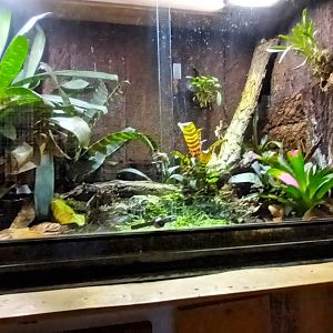 Carnivore House: Minyobates steyermarki and Maranon poison Frog Habitat