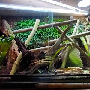 Carnivore House: Black breasted leaf Turtle and Golden Gecko Habitat
