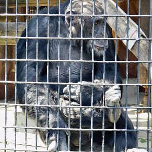Chimpanzee (Pan troglodytes) March 22, 2025