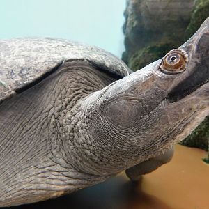 Northern River Terrapin (Batagur baska) March 22, 2025